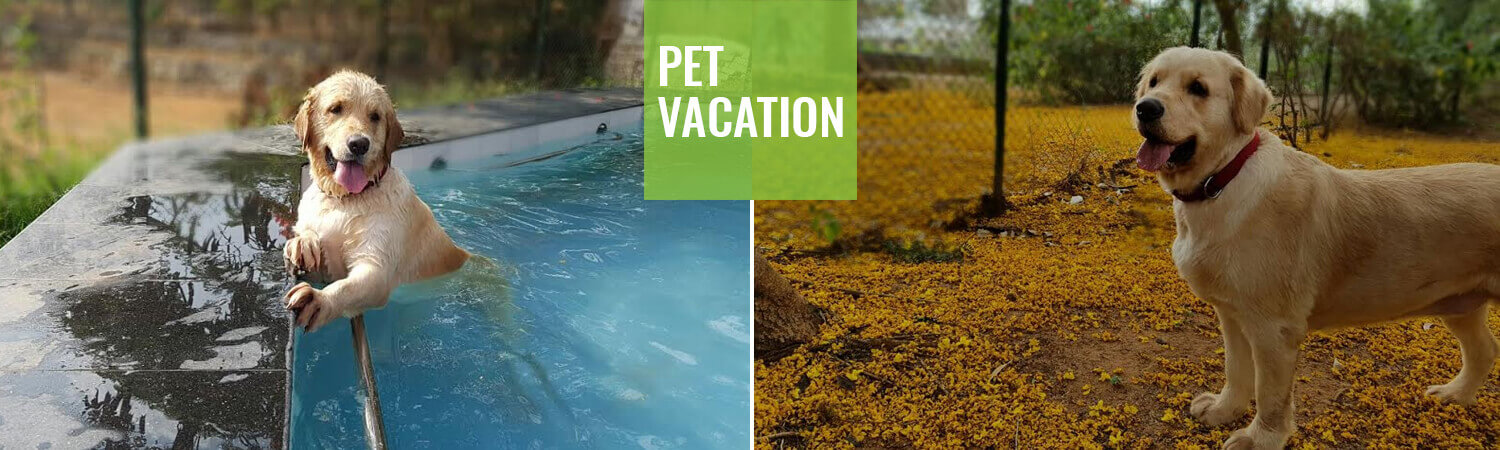 Pet Vacations